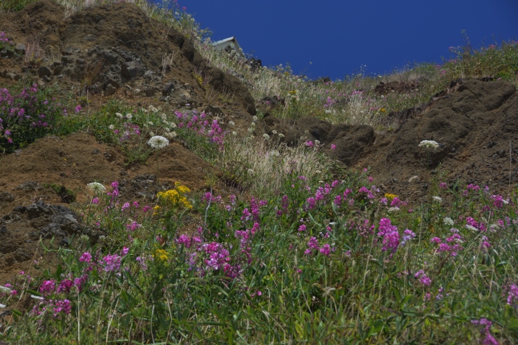 wildflowers on hillside